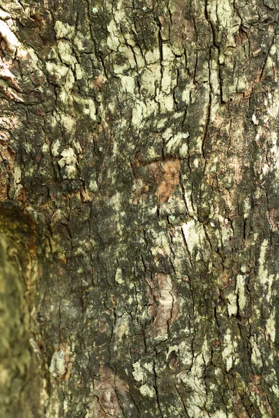 Фон зображення старого дерева з природи . — стокове фото