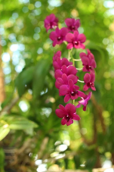 Lila orkidéer i naturen — Stockfoto
