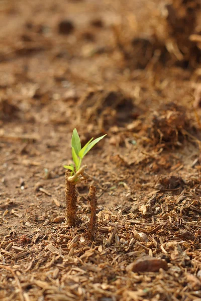 Germination is the new life of green seedlings. — Stock Photo, Image