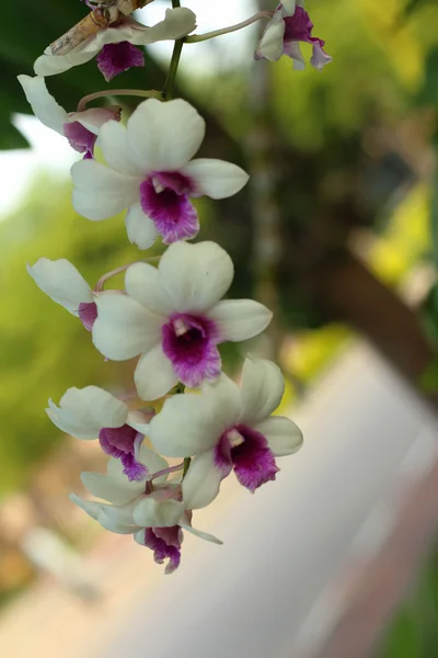 Dekorativ med färgstarka orkidéer i trädgården. — Stockfoto