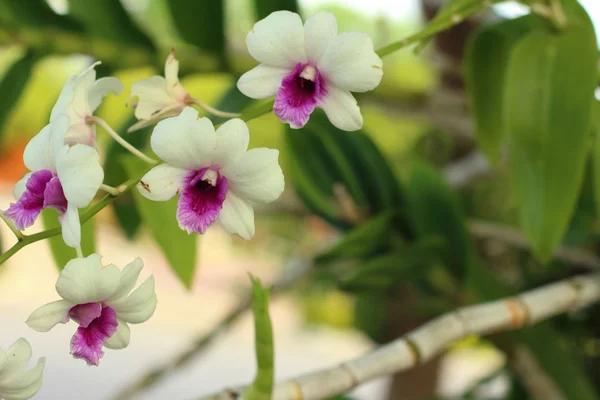 Dekorativ med färgstarka orkidéer i trädgården. — Stockfoto