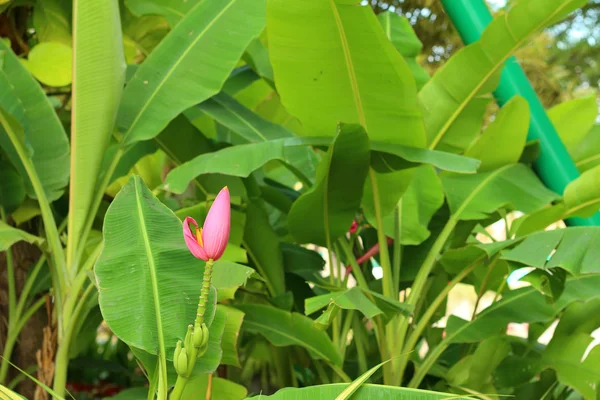 Fleur de bananier dans un jardin naturel . — Photo