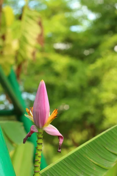 Fleur de bananier dans un jardin naturel . — Photo