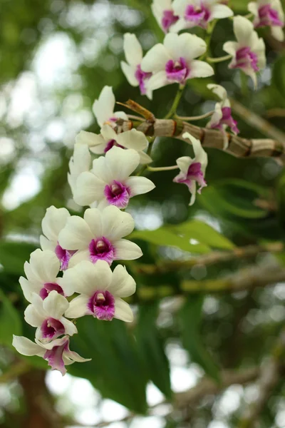 Ornamental com orquídeas coloridas no jardim . — Fotografia de Stock