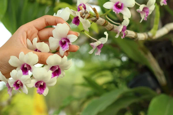 Schöne Orchideenblume in den Händen. — Stockfoto