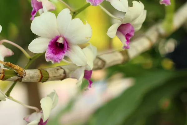 Ornamental com orquídeas coloridas no jardim . — Fotografia de Stock