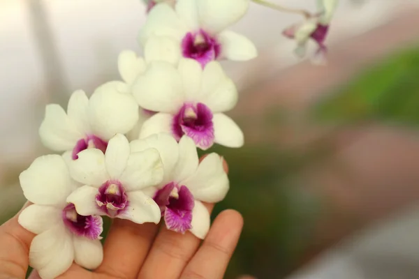 Vacker orkidé blomma i händer. — Stockfoto