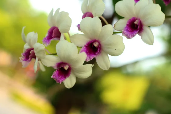 Ornamental com orquídeas coloridas no jardim . — Fotografia de Stock