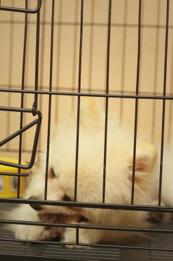 Parkta bir kafeste Pomeranian köpek yavrusu