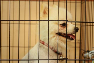 Parkta bir kafeste Pomeranian köpek yavrusu