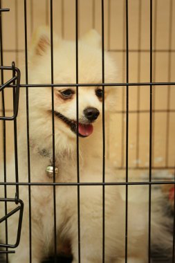 Parkta bir kafeste Pomeranian köpek yavrusu