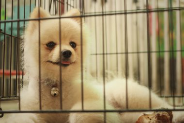 Parkta bir kafeste Pomeranian köpek yavrusu