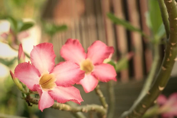 Fiore di plumeria rosa nel giardino del parco — Foto Stock