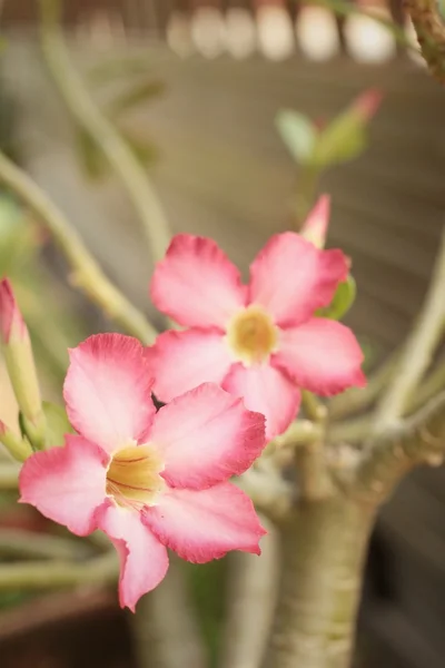 Rosa plumeria blomma i trädgården på park — Stockfoto