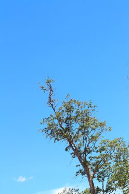 mavi bir gökyüzü ve ağaçlar doğal