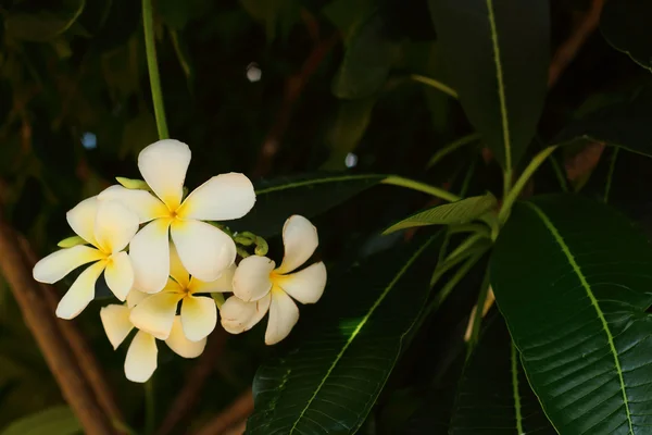 Plumeria flower σχετικά με το δέντρο στη φύση. — Φωτογραφία Αρχείου