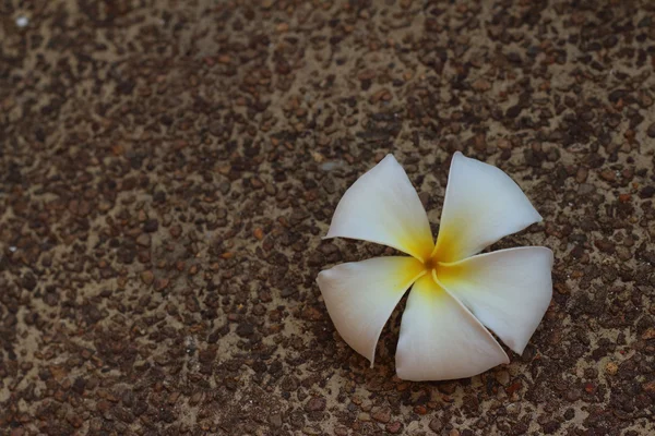 Fiore di plumeria su uno sfondo di rocce . — Foto Stock