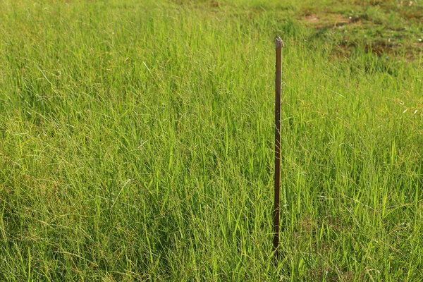 Bakgrund av fjädra gräs i trädgården — Stockfoto