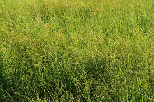 Fond d'herbe printanière dans le jardin — Photo