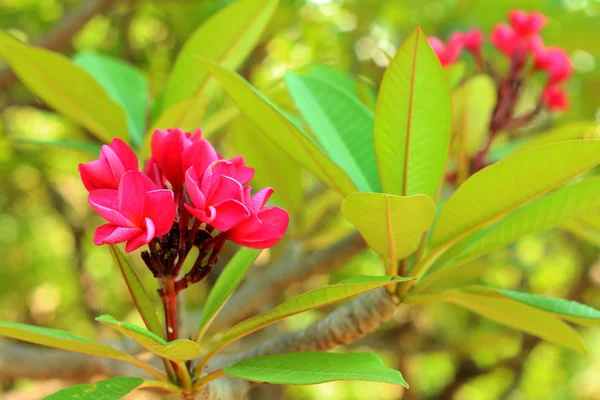 Flor de plumeria rosa no jardim — Fotografia de Stock