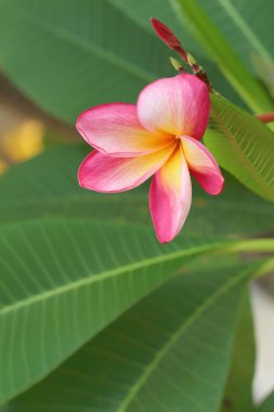 Pembe Plumeria çiçek bir doğa Garden.