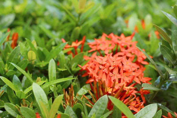 Ixora blommor i trädgården i parken — Stockfoto