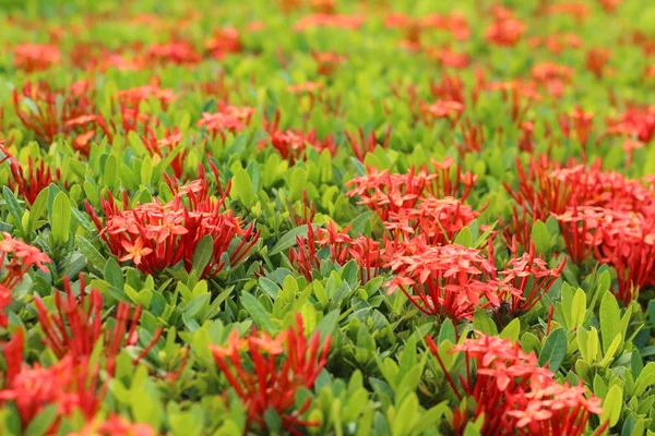 Ixora flowers in the garden at the park — Stock Photo, Image