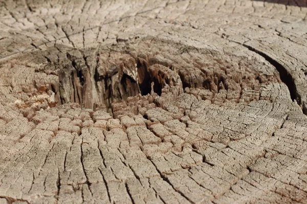 Holes in wood background at the park — Stock Photo, Image