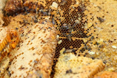 Muz Yaprak piyasada petek