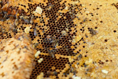 Muz Yaprak piyasada petek