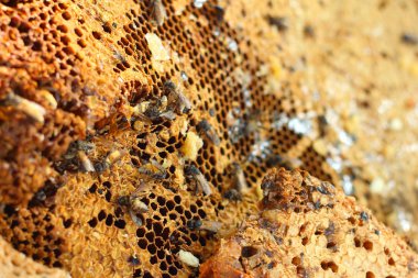 Muz Yaprak piyasada petek