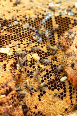 Muz Yaprak piyasada petek