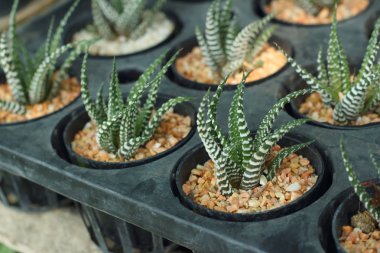 Kaktüs bahçede bir tencere.