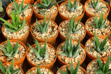 Kaktüs bahçede bir tencere.