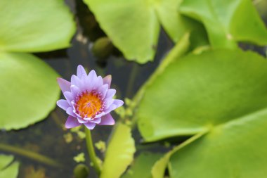 Su güzel lotus fabrikasında