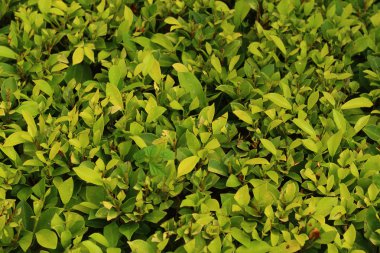 arka plan ağaç doğa