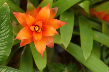 Ananas Çiçeği doğal renkli