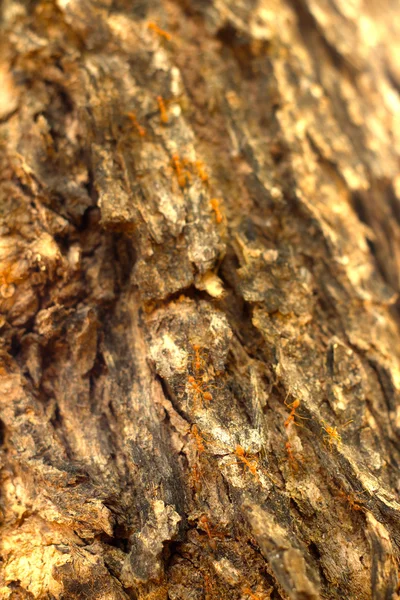 Imagem de fundo de madeira velha da natureza . — Fotografia de Stock