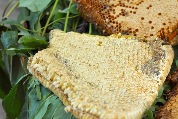 Panal de abeja en una hoja de plátano en el mercado — Foto de Stock