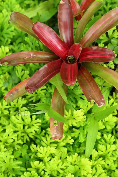 Ananasväxter blommor i trädgården på park — Stockfoto