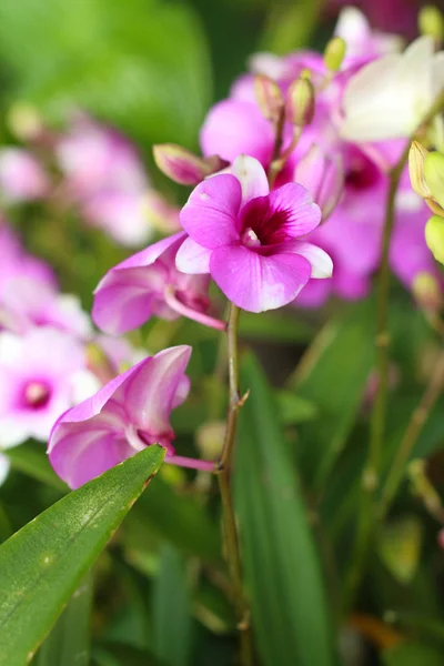 Орнамент с цветными орхидеями в саду . — стоковое фото