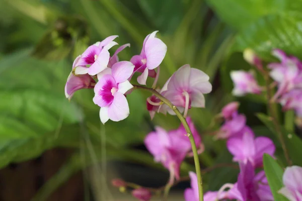 Ornamental con coloridas orquídeas en el jardín . — Foto de Stock