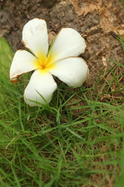 Plumeria flor sobre fondo de madera . — Foto de Stock