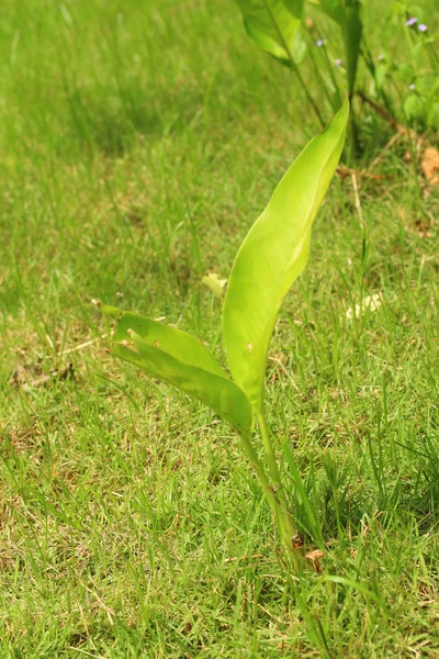 La germination est la nouvelle vie des semis verts . — Photo