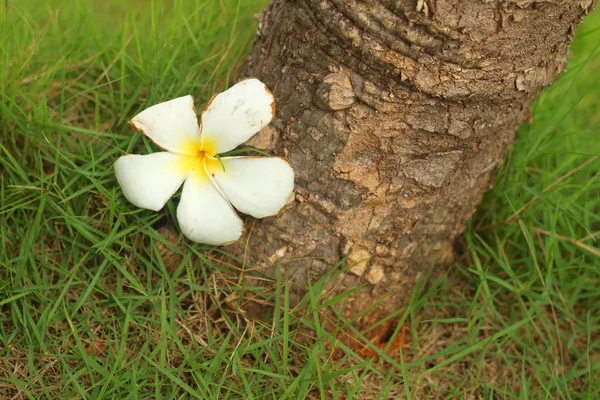 Plumeria flor no fundo de madeira . — Fotografia de Stock
