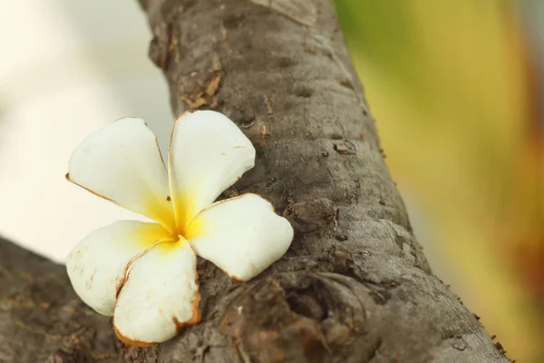 木材の背景にプルメリアの花. — ストック写真