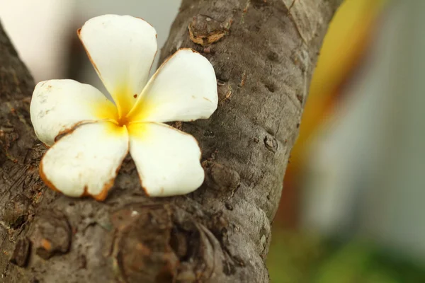 Plumeria fiore su fondo legno . — Foto Stock