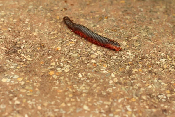 Millipede marche dans la rue — Photo