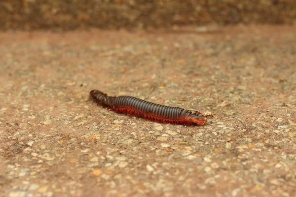 Millipede walking on the street — Stock Photo, Image