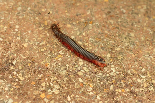 Millipede marche dans la rue — Photo